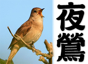 chinese word nightingale words flying
