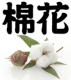cotton; cotton flower