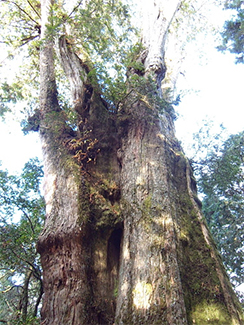 Hinoki cypress, Formosan cypress