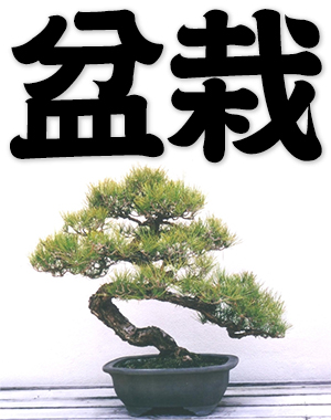 bonsai, potted landscape