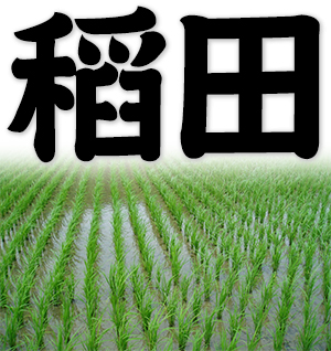 paddy field, rice paddy