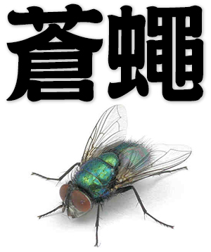 fly, housefly