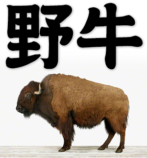 bison, buffalo