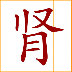 simplified Chinese symbol: kidney