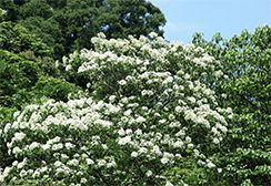 tung tree; Vernicia fordii