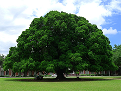 banyan