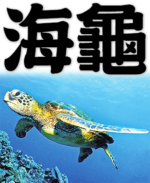 sea turtle, marine turtle