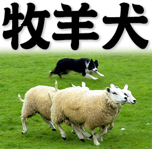 sheepdog, shepherd dog