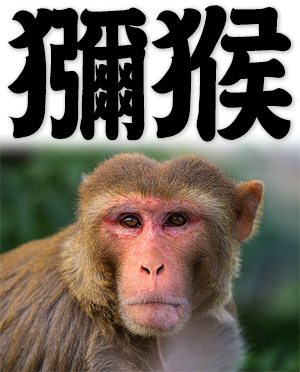 macaque, rhesus monkey