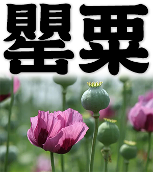 opium poppy