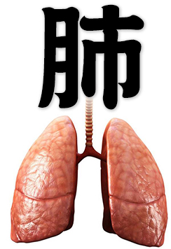 lung