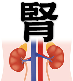 kidney