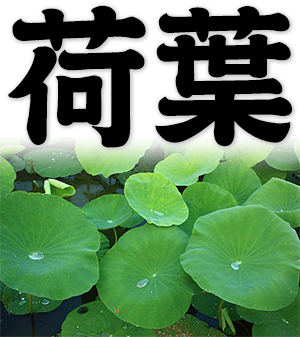 lotus leaf