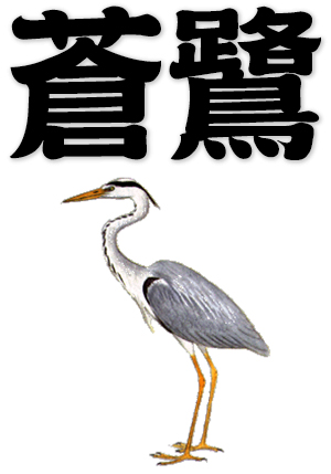 heron, grey heron