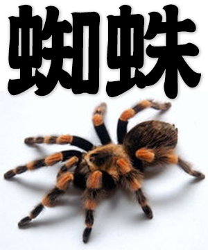 spider