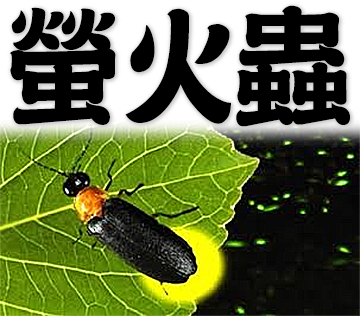 firefly, glow-worm, lightning bug