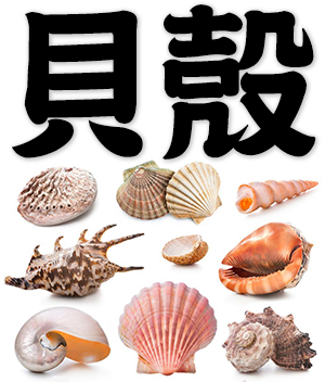 shell, seashell, cowrie, conch