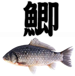 crucian carp