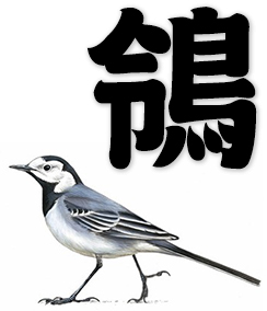 wagtail