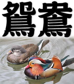 mandarin ducks, pair of mandarin ducks
