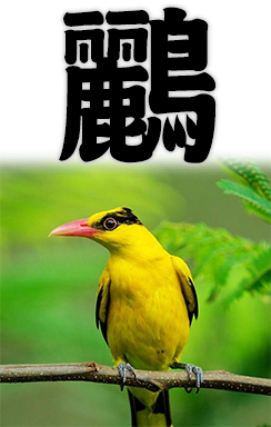 golden oriole